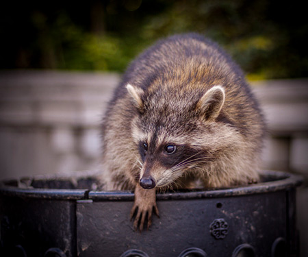 Wildlife Services in Hamilton and Surrounding Cities | AAA Kyles Wildlife Removal