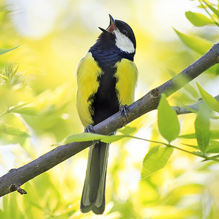 Is That Noise in the Walls? Identifying Summer Wildlife Sounds in Your Home