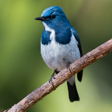 Top Signs You Need Bird Removal Services for Your Property